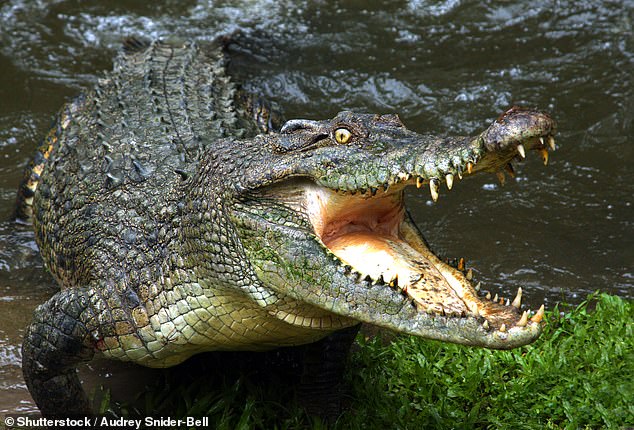 It is believed he was abducted by a 4.5-metre-long male saltwater crocodile (stock photo) that lives in that part of the waterway, which locals call 'Crocodile Bend'.