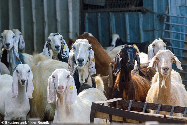 'Goat plague', technically called peste des petits ruminants (PPR), can kill one-third to 100 percent of the herds it infects, with symptoms beginning about three weeks after initial infection