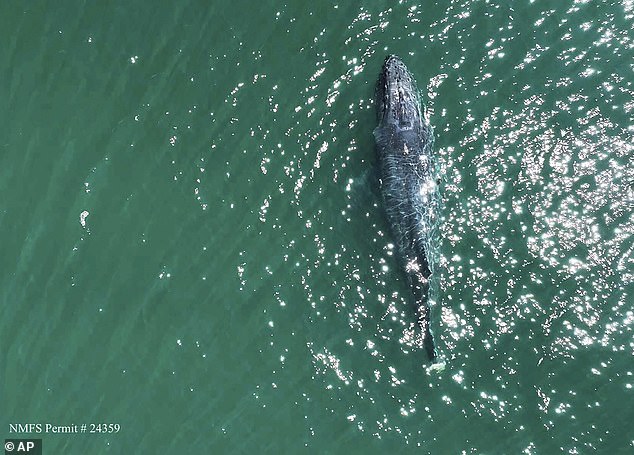 This aerial photo from The Whale Museum was taken at an island off the coast of Washington state on July 23, 2024. It shows a humpback whale missing its tail