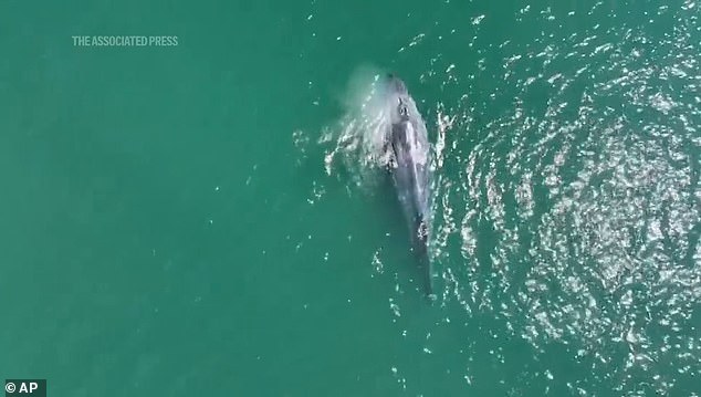 The tailless humpback whale can be seen spouting through its blowhole, the process by which it exhales water vapor