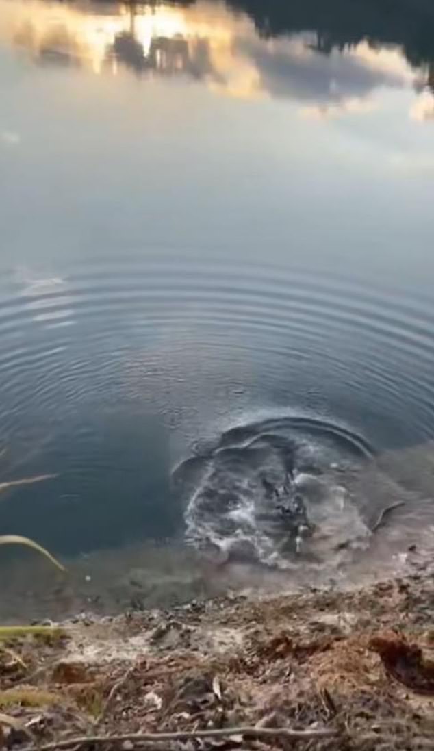 Disturbing footage has emerged showing people feeding crocodiles upstream from where Dr Hogbin was dragged down by a 'large crocodile'