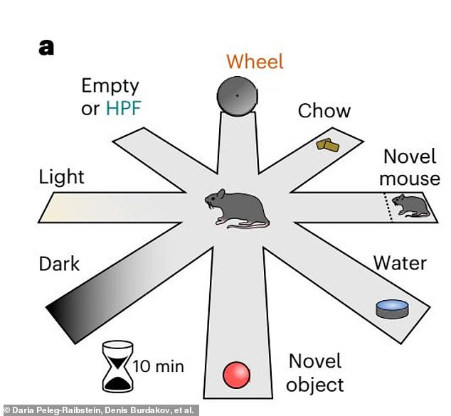 The researchers placed mice in a chamber with eight equidistant hallways. One hallway contained a running wheel (top) while another was either empty or contained a “Highly Palatable Food” (labeled HPF) in the form of a strawberry milkshake.