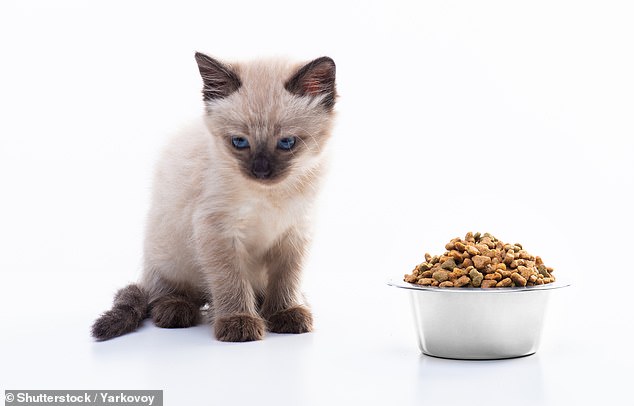 Researchers from Oakland University have revealed that cats show significant signs of grief after the death of another pet in the same household. This includes changes in eating behavior (stock image)