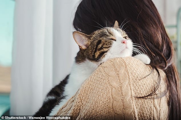 Some cats showed key indicators of sadness, including changes in sleeping, eating, playing, attention seeking (stock image), hiding, and spending time alone