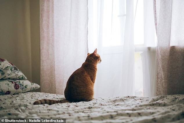 The team found that grieving behavior varied depending on the cat's relationship with the deceased animal (stock image)