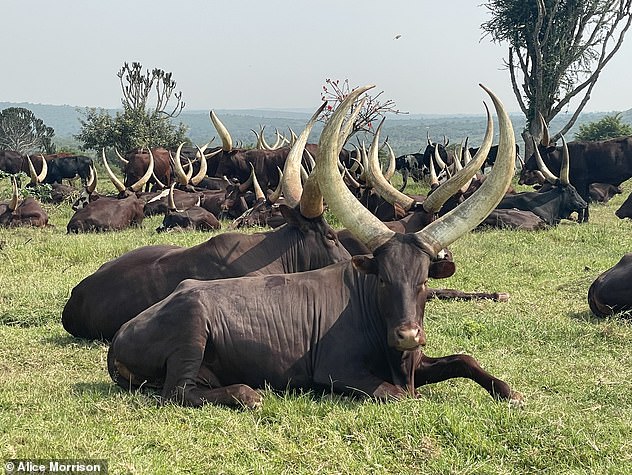 While in Uganda's largest game park, Alice spots a 'grumpy herd of water buffalo – the most dangerous animal in the bush'