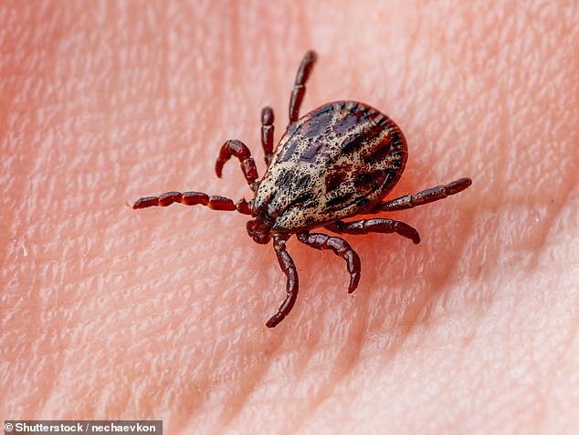 Worryingly, an increase in ticks could also lead to an increase in cases of Lyme disease, a bacterial infection that can be transmitted to humans by infected ticks.