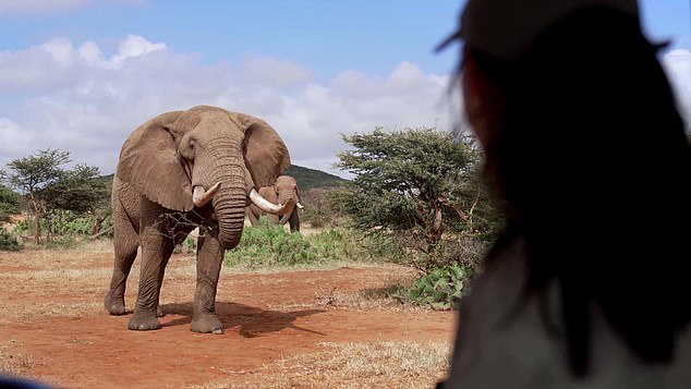 Lily came face to face with an elephant