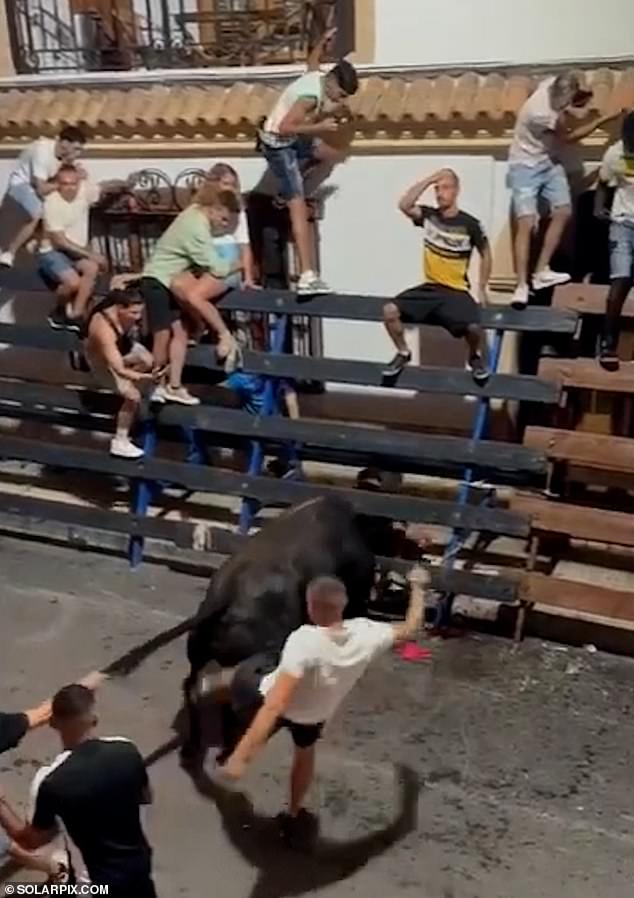 With some weighing over 1,000 pounds, the bull continued despite attempts to pull it off