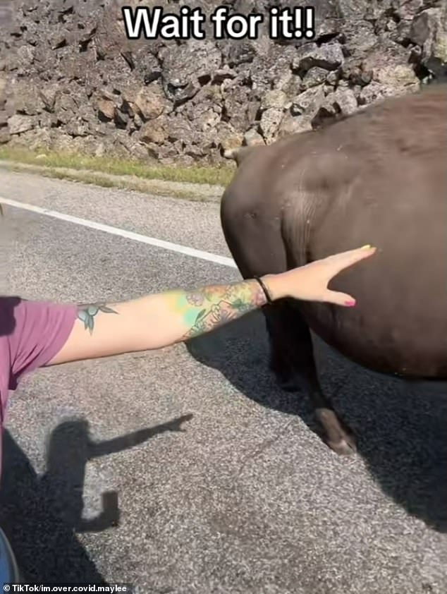 As the car gets closer to the 2,000 pound beast, Maylee tries to touch the bovine but misses by inches