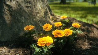 A screenshot of some marigolds growing under a white tree in the mid-credits scene of the season 4 finale of The Umbrella Academy