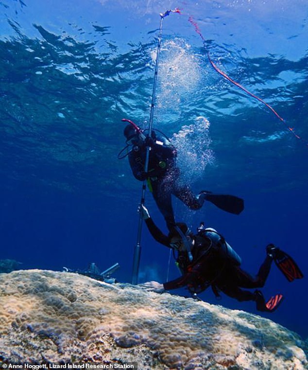 The research team drilled cores of coral skeletons on the Great Barrier Reef to collect climate data.