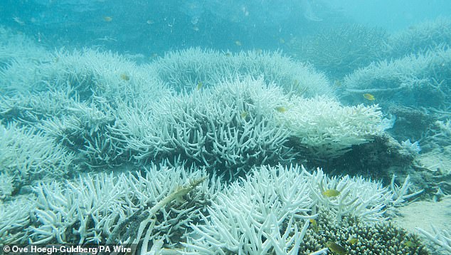 Rising ocean temperatures are causing mass coral bleaching in the Great Barrier Reef