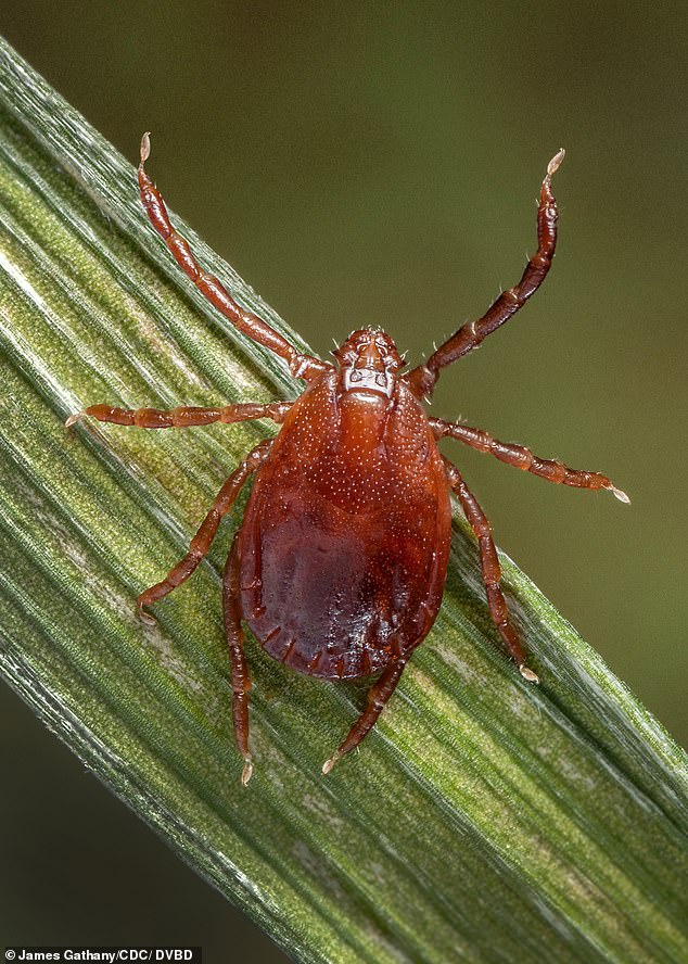 Adult female longhorn tick climbs on a blade of grass.