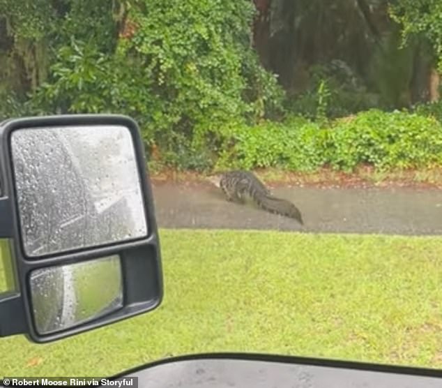 The witness saw an alligator crawling across a sidewalk