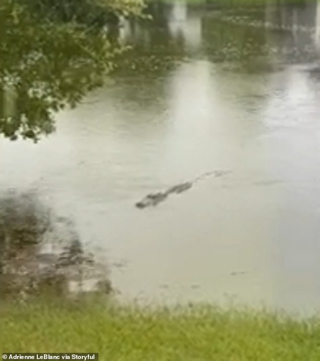 Adrienne LeBlanc filmed an alligator swimming in a flooded lagoon in Bluffton, South Carolina