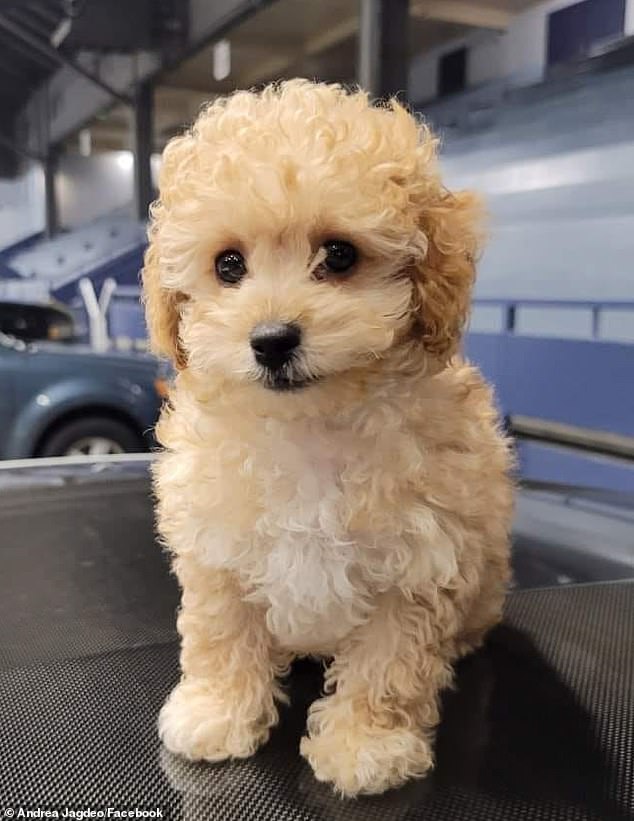 The little Maltipoo Sky was tragically killed by the larger dog after the brutal attack