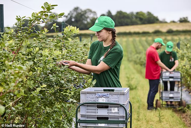 British growers such as Hall Hunter (pictured) currently produce a total of 6,000 tonnes of the crop, requiring the UK to import almost 90 per cent of its blueberries