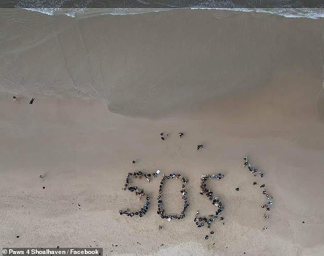 It is claimed that 130,000 dogs roam Narrawallee beach each year, a figure dismissed as absurd by animal lovers