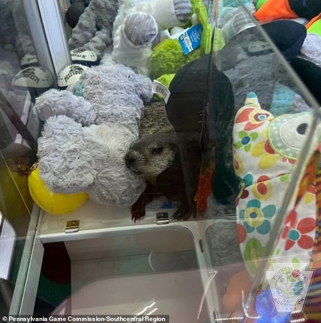 The footage shows the young ground squirrel running around the stuffed animals in the machine and trying to escape, but struggling to get out.