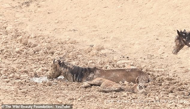 The horses became stuck in a mud puddle while desperately searching for drinking water in the Muddy Creek Herd Management Area in central Utah