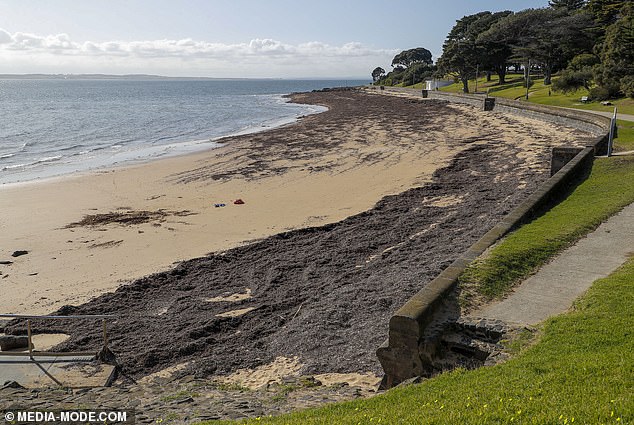 “The Australian dream goes tropical,” the trailer said, but the nearest beach is a 20-minute walk away at the end of a typical Australian dead-end road.