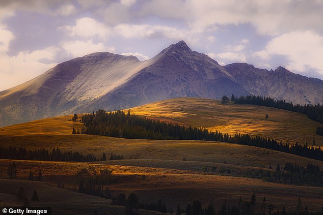 Places like towns, farms and ranches in the Northern Rockies where they haven't been seen in over a century are reporting sightings. Yellowstone National Park is shown here