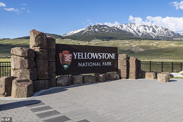 In Yellowstone, there is an average of only one grizzly attack per year due to bear-proof garbage cans, widespread use of bear spray and other safety measures