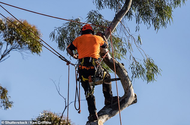 The professional said that in order to become a tree pruner he would need to obtain a tree care qualification (above is a stock photo of a tree pruner)