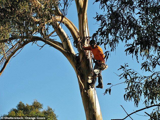 According to industry experts, a skilled worker's high salary depends on factors such as risk and skills (an arborist is pictured here)