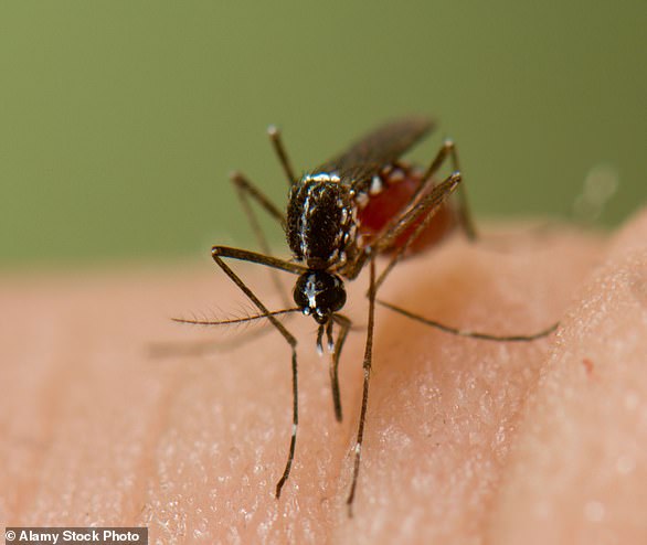 Dengue fever is spread by mosquitoes, but only by certain species (stock image)