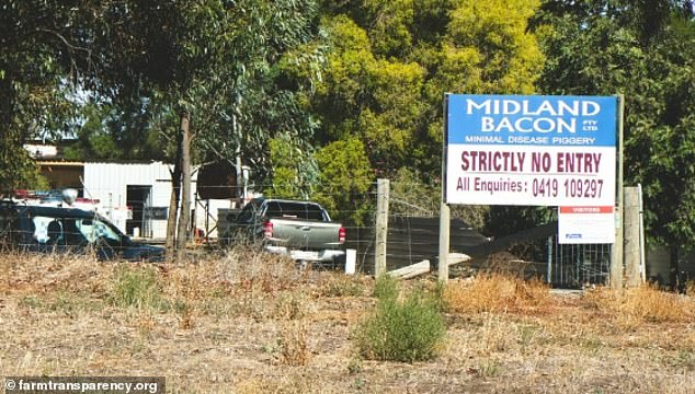 Activists broke into Midland Bacon and set up cameras to document alleged animal abuse. The footage allegedly captured the manager's son sexually abusing one of the sows