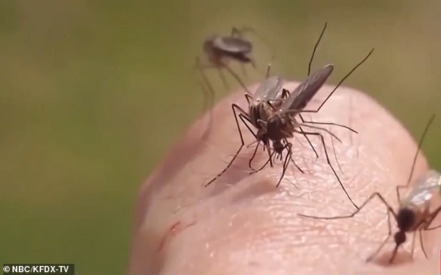 The virus is most commonly transmitted through bites from infected mosquitoes — an unfortunate reality of life in the Lone Star State as the summer months draw to a close.