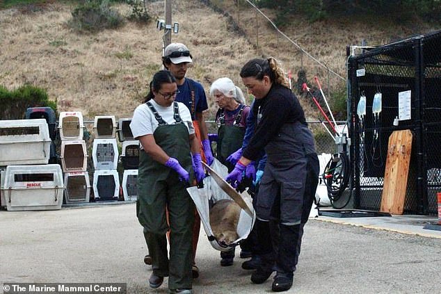 Experts discovered that the sea lions were suffering from domoic acid poisoning, a neurotoxin that attacks the brain and heart