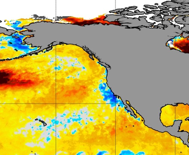 Satellite maps off the coast of California show colder than normal water welling up, providing ideal growing conditions for the toxin-producing algae