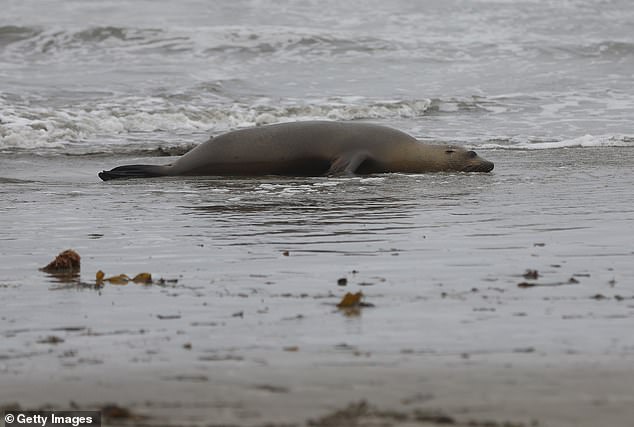 Teams rescue stricken sea lions and take them to a rehabilitation center, but for many their condition may be too advanced to help.