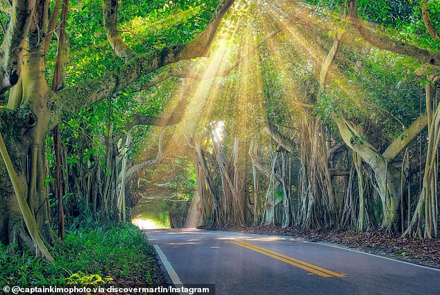 The Banyan Tree Tunnel on St Lucie Blvd offers an unparalleled commute for some