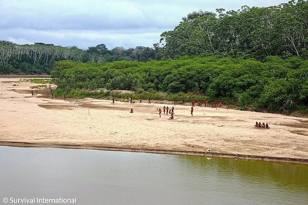 Experts fear the tribe is being forced from their homes by nearby logging activities (photo in June)