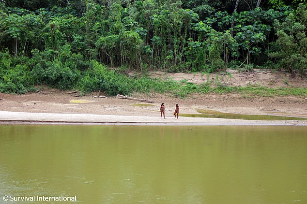 Two years ago, members of the tribe clashed with loggers, shooting two of them with arrows while they were fishing in a river (photo in June)