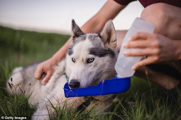 The best way to protect your dog from waterborne diseases is to carry a portable bowl and fresh water with you whenever you leave the house.