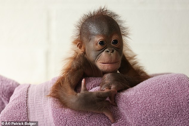 Dublin Zoo has a new resident after 19-year-old orangutan, Mujur, gave birth to an adorable male cub