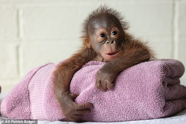 Unfortunately, while Mujur was trying to feed her baby, she did not put him in the correct position for feeding and it was decided that the caregivers would have to bottle feed him.