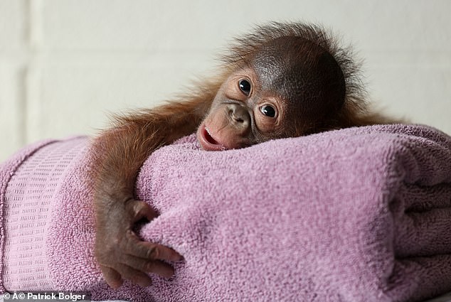 The zoo's keepers are now caring for the cub before he moves to Monkey World, a monkey sanctuary in Dorset.