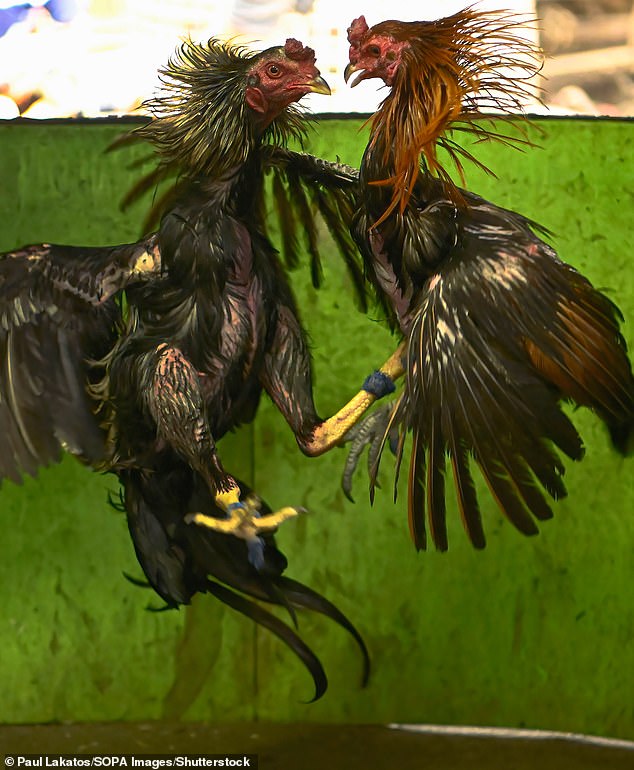 Two birds fighting each other in a cockfight in Thailand. There is no indication that this particular event is in any way related to bj88