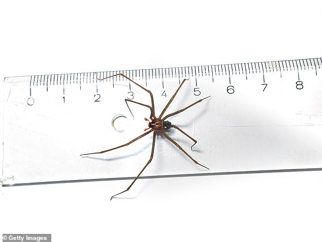 Doctors suspect he was bitten by the brown recluse spider (stock photo), which lives in sixteen states in the US - mainly in the South - and is venomous