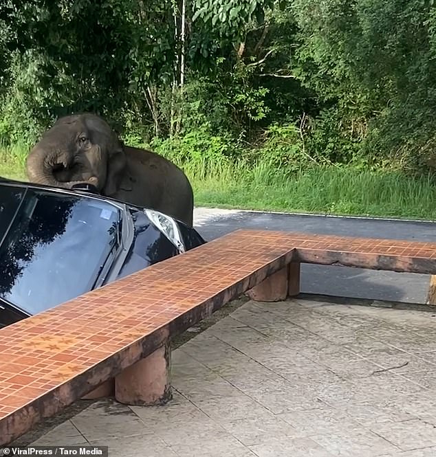 Footage shows three elephants and two calves stampeding around the campsite in search of food, before a female became frustrated and attacked the family's black Honda by kicking it with her front leg