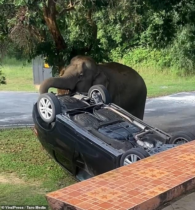 She then used her giant trunk to roll the sedan onto its side, eventually flipping the roof over. With no food appearing, the herd trudged back into the forest.