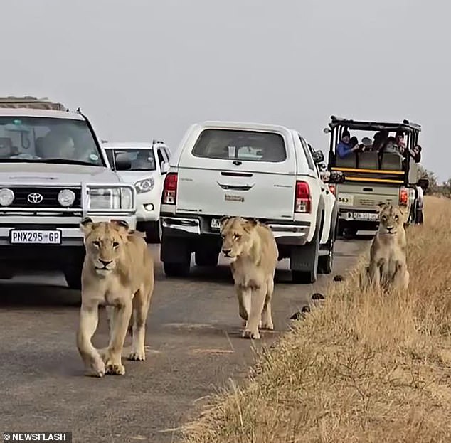 Remarkable footage shows several cars stopped on a highway in South Africa's Kruger National Park on August 9 as they tried to pass three lionesses