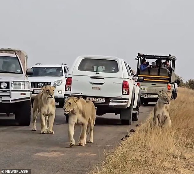 In a rush to get past, the driver in a Toyota Land Cruiser SUV with a caravan towed behind it maneuvered around a vehicle but then hit one of the lionesses from behind