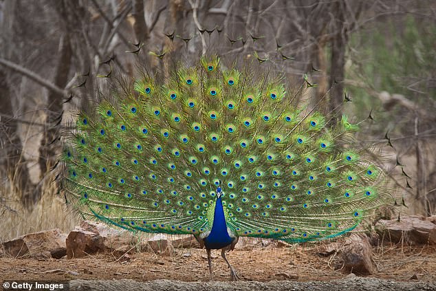 Peacocks have special symbolic significance in India and are protected by strict wildlife laws (stock photo)